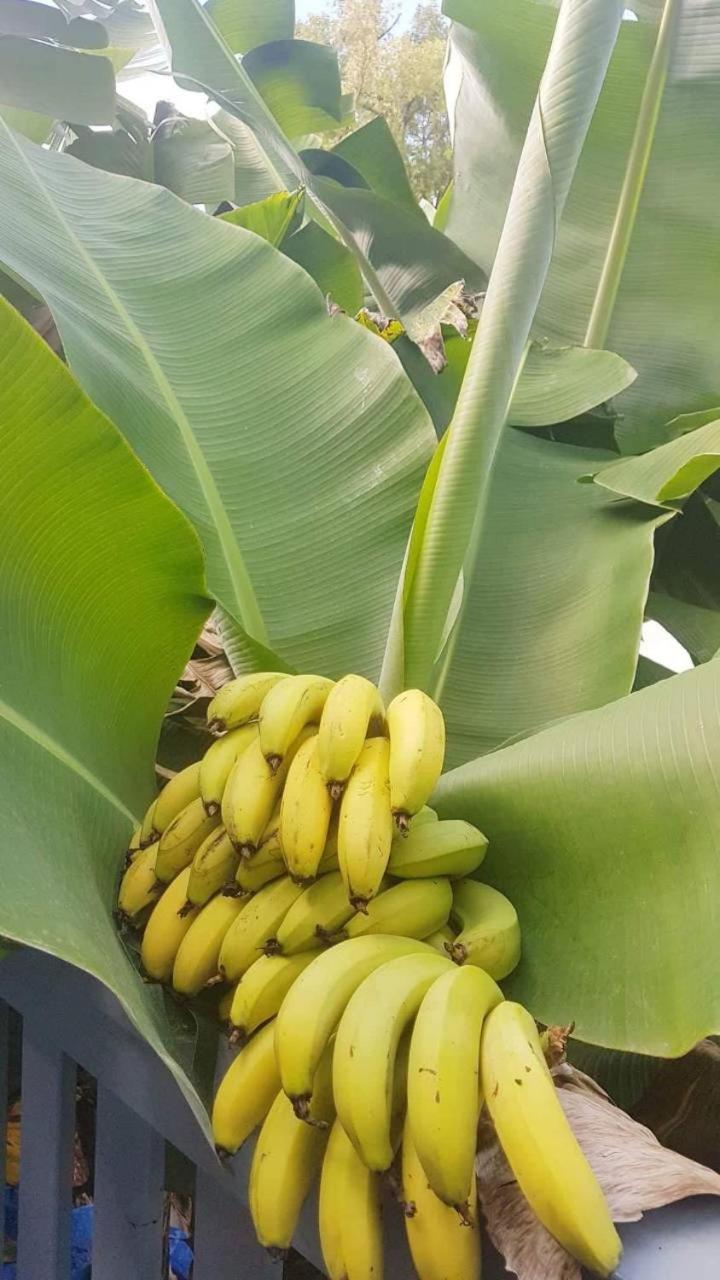 Dayspring Lodge Nuku'alofa Εξωτερικό φωτογραφία